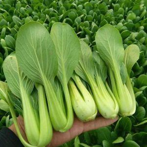 【上海青菜种子图片】上海青菜种子图片大全_q友网