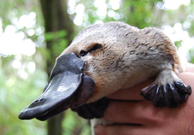 科学家最新研究解密鸭嘴兽的神秘进化过程