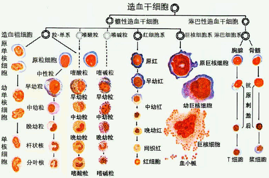 图1-25  血细胞发生示意图