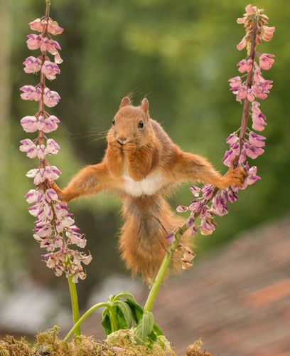 照片中,这只拥有特技的松鼠淡定地将腿叉开,站在两枝脆弱的花茎上.