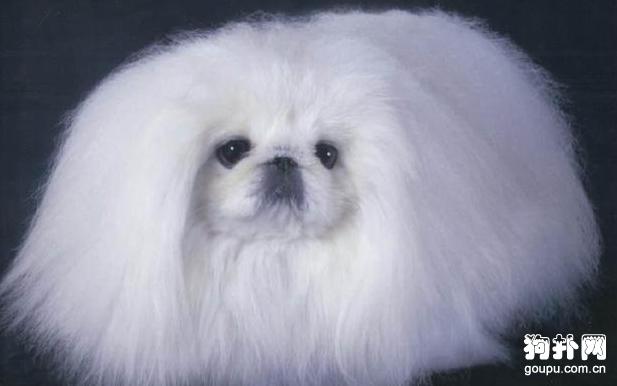 京巴犬的盛世美颜发型很重要