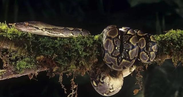 在亚马逊的蟒蛇有天敌吗,哪些动物可以吃掉蟒蛇,听我来分析一下