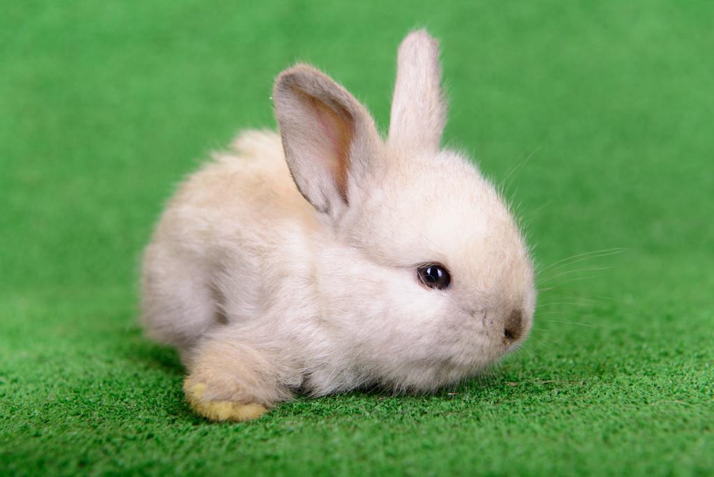 新生的小兔子,在绿色背景上新生的小兔子
