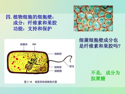 植物细胞的细胞壁: 成分:纤维素和果胶 功能:支持和保护 细菌细胞壁