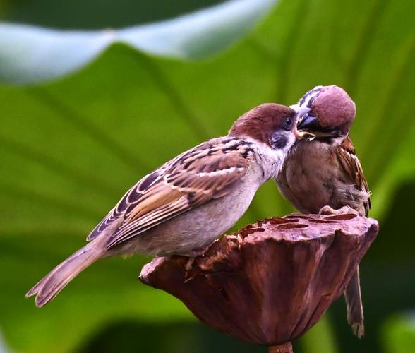 紫竹院的麻雀在喂食中打架的,老鸟喂小鸟的,小鸟还要让妈妈背着,很有