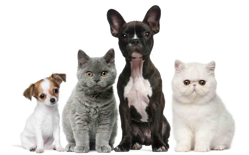猫和狗,白色和黑色 桌布 - 2880x1800