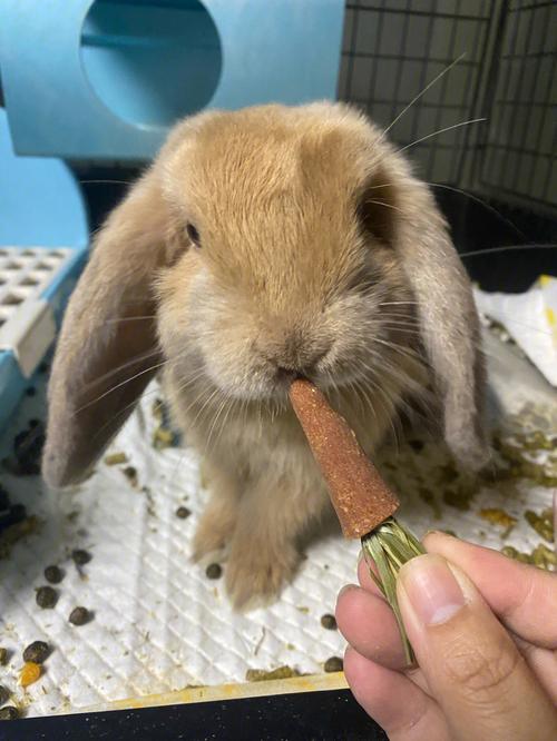 小兔兔们吃胡萝卜啦09
