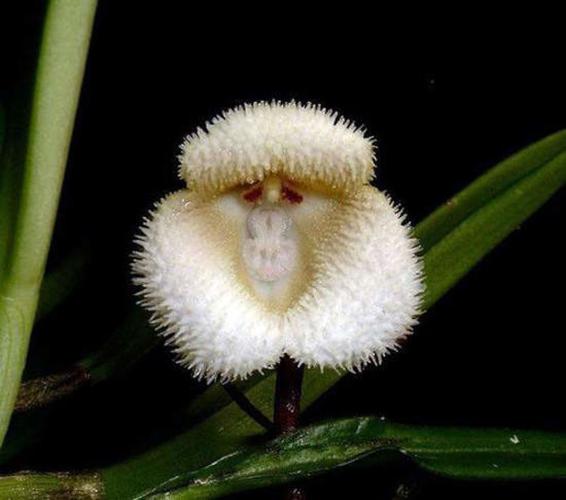 日本植物园现猴脸兰花眼鼻毛发俱全图