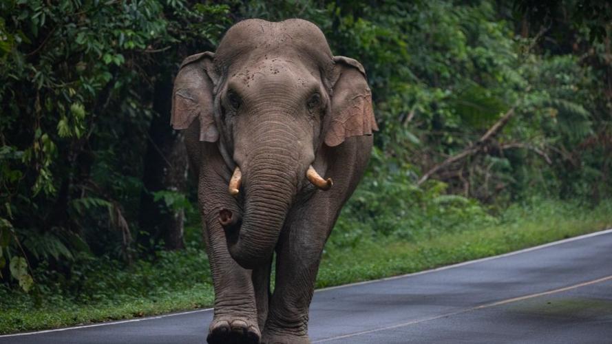 两游客与大象自拍险遭踩死,野外遇到大象冲来怎么办?
