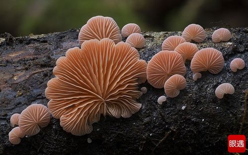 实拍遍布全球各地不同于寻常的蘑菇真菌(组图)