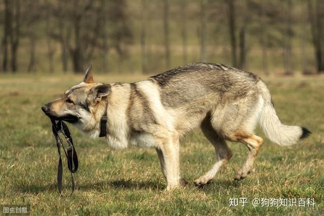 捷克狼犬很优秀又忠诚无比但却被多国禁养原因有这些