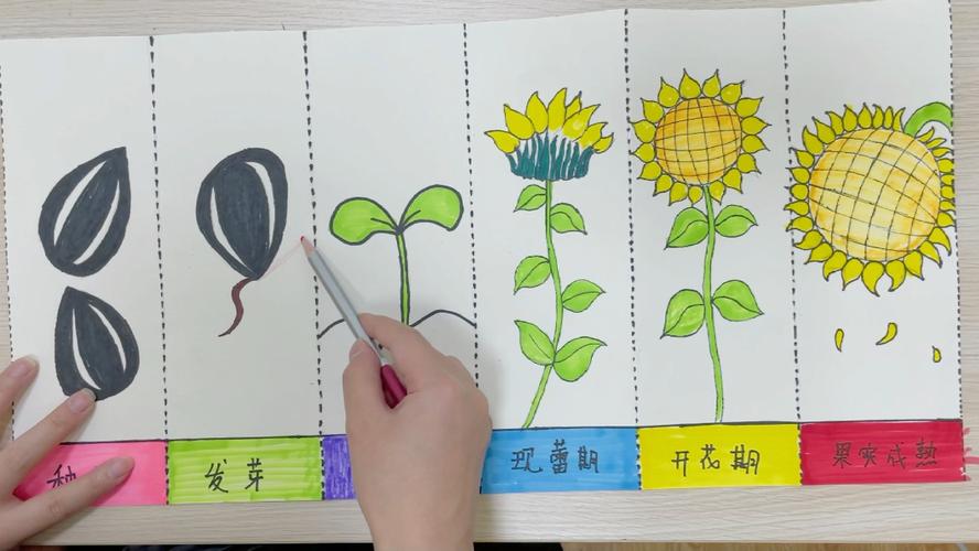 儿童画教程|向日葵生长过程