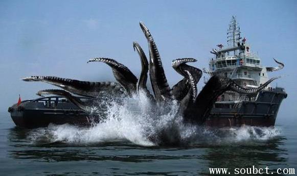 世界上最大的八爪鱼巨型章鱼吃鲨鱼