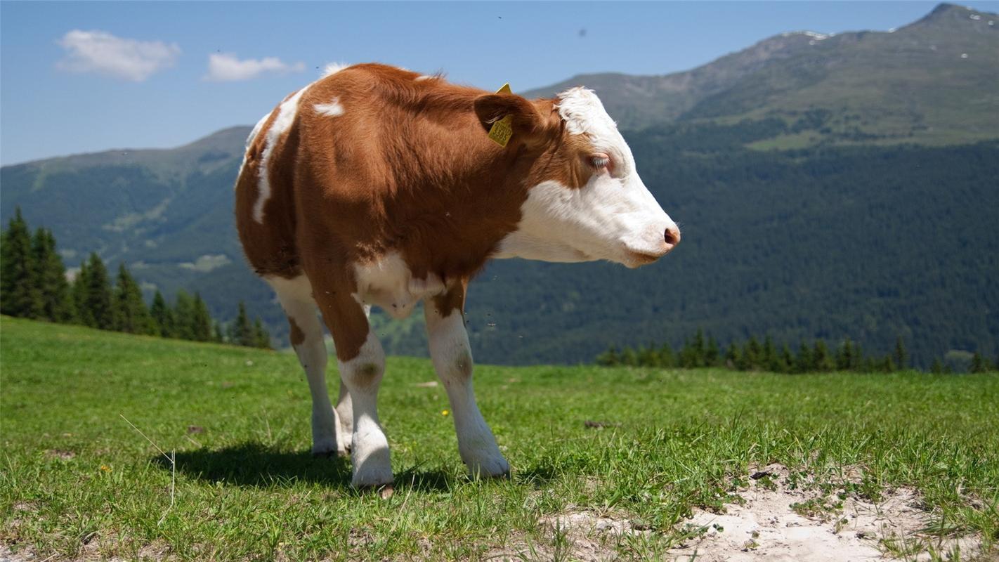 可爱的牛摄影图片高清电脑壁纸 第一辑高清大图预览1920x1080_动物