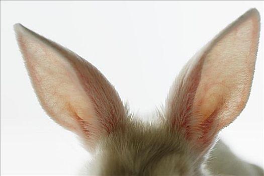 兔耳图片_兔耳图片大全_兔耳图片素材