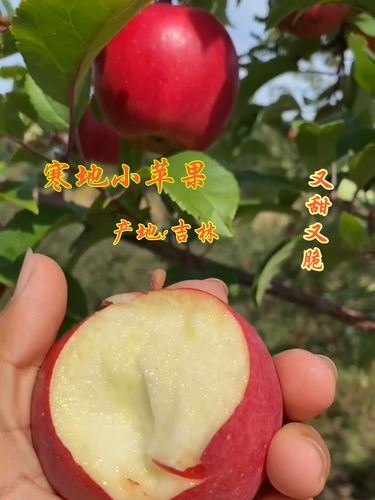 东北特产新苹红苹果寒地小苹果新鲜采摘原生态不打腊不放保鲜剂