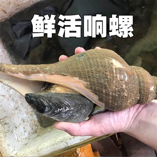 「尚鲜」东山岛海鲜野生活冻响螺大吹螺 单个1.5斤以上  全国包邮