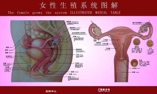 海报印制写真展板324素材196女性生殖系统图解