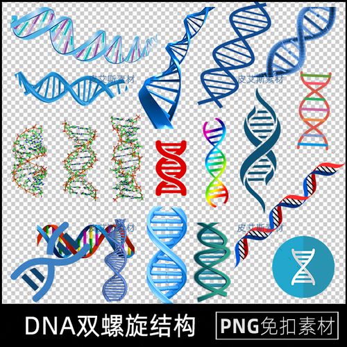 png免抠dna双螺旋结构脱氧核糖核酸分子图片元素透明底ps设计素材