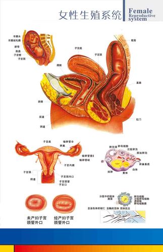 海报印制305素材人体器官展板79女性生殖系统图 ps  非高清图