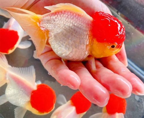 丹顶红鹤顶红金鱼精品红帽子白身冷淡水鱼鸿运当头招财活体观赏鱼