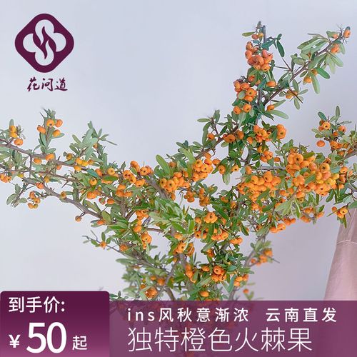 ins风秋意渐浓独特橙色火棘果鲜切花植物切枝插花水养