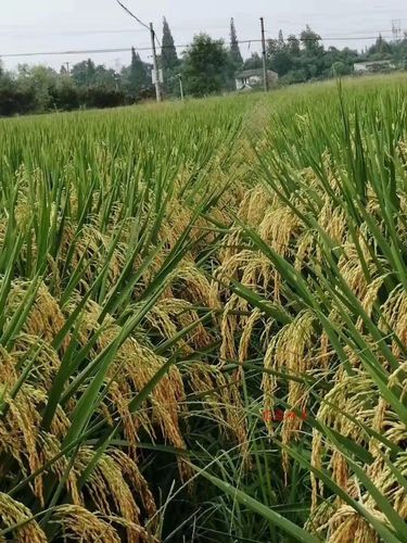 特种水稻种子超级稻高产高秆高杆稻鱼虾蟹共生再生稻耐盐碱海水稻
