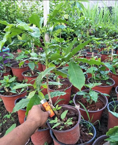 素蜜咖啡树苗盆栽咖啡苗咖啡种子结果 4年咖啡树苗