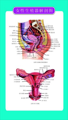 海报印制93素材健康展板247女性生殖器官解剖图