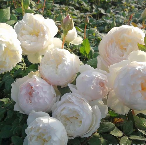 心之水滴月季日本切花纯白玫瑰阳台庭院盆栽大花浓香