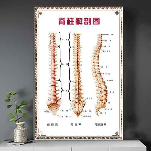 脊柱解剖图理疗经络养生美容会所挂图广告宣传图贴墙