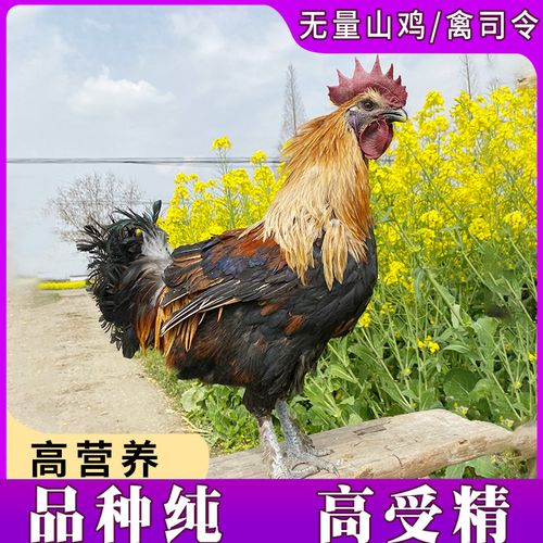 云南名鸡无量山毛脚乌骨鸡受精种蛋可孵化大型纯种高产毛脚鸡20枚