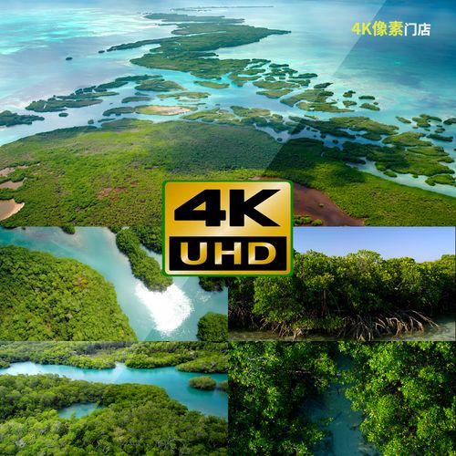 210-4k视频素材-红树林环境保护生态保护区海岸风光阳光水下礁石