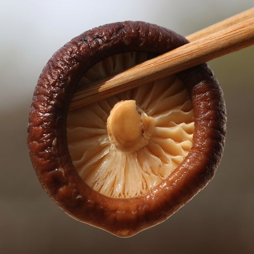 香菇蘑菇商城县小香干货250g包邮野生菌类特级香菇类