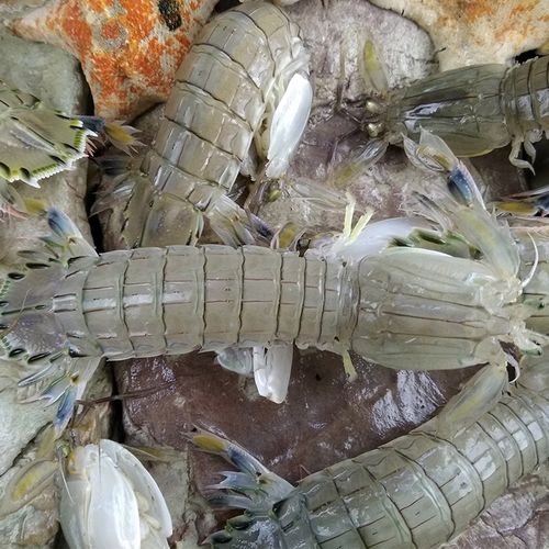 大连野生虾爬鲜活超大皮皮虾全母带膏螳螂撒尿虾类制品