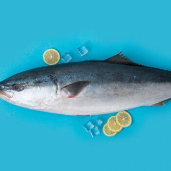 大鱼特大海鱼深海鱼黄金鲅鱼810斤一条净重