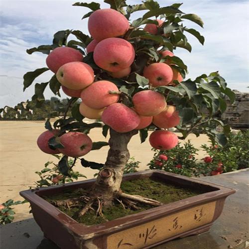 矮化苹果树盆栽地栽苗老桩当年结果特大红肉苹果盆景带土发货南方