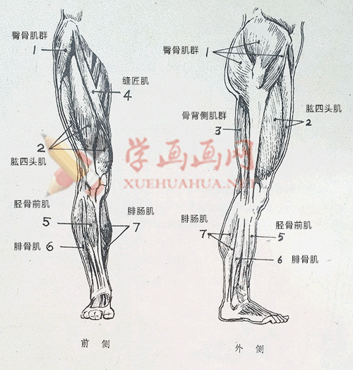 下肢肌肉的解剖图及各肌肉的名称作用__艺用人体解剖_人体结构_人体