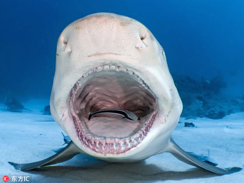 摄影师海底同鲨鱼"亲密接触"令人胆颤