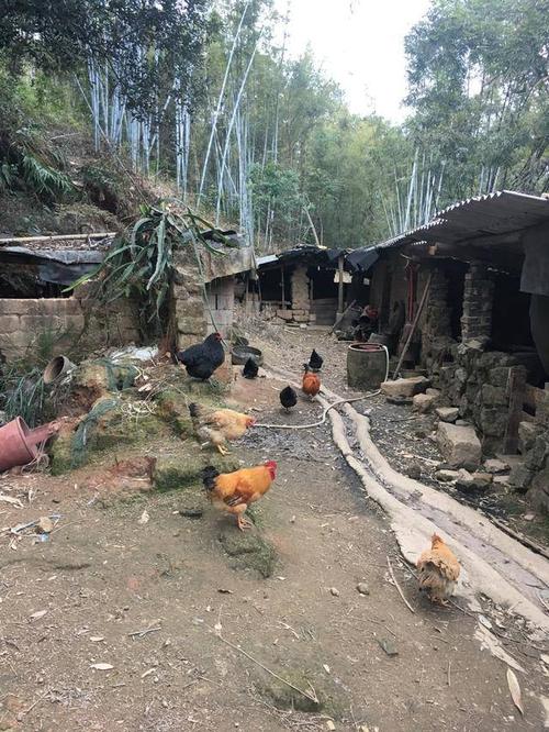 在广西农村里养绿色环保放养鸡,200一只,值不值得卖