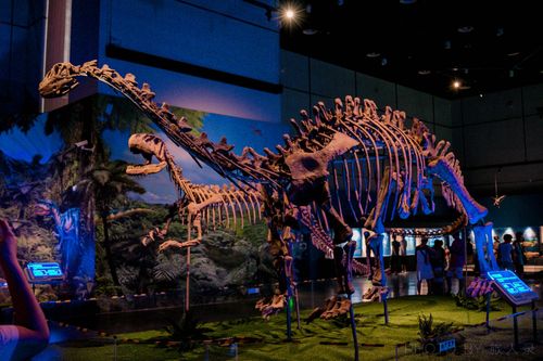 你真的了解恐龙吗去广东省博物馆自然科学博物馆看看吧
