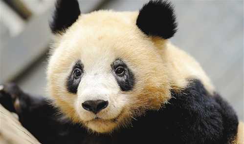 杭州动物园大熊猫"黑眼圈"变白