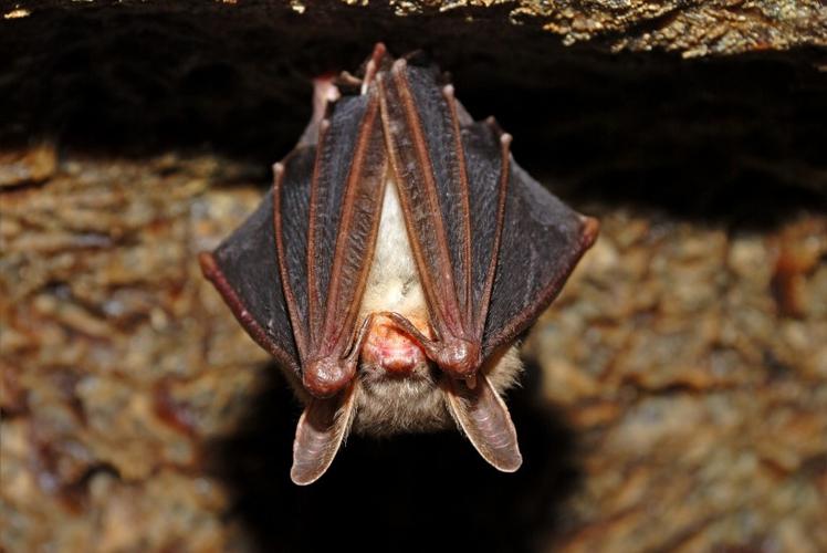 可怕的吸血蝙蝠图片 - 第3张