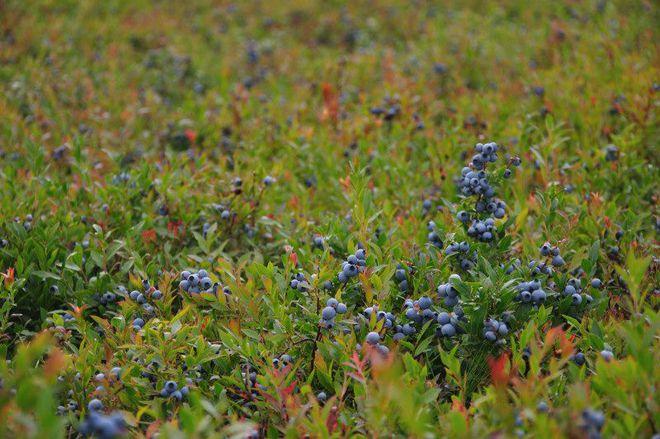 野生蓝莓也叫森林蓝莓果实营养价值极高是非常罕见的珍稀野果
