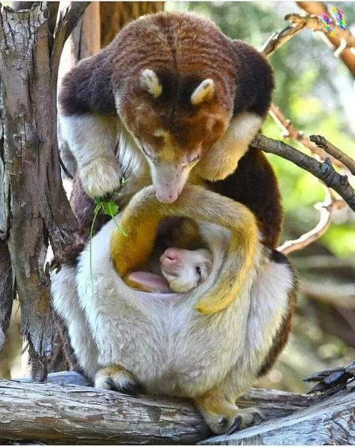 树袋鼠妈妈与宝宝