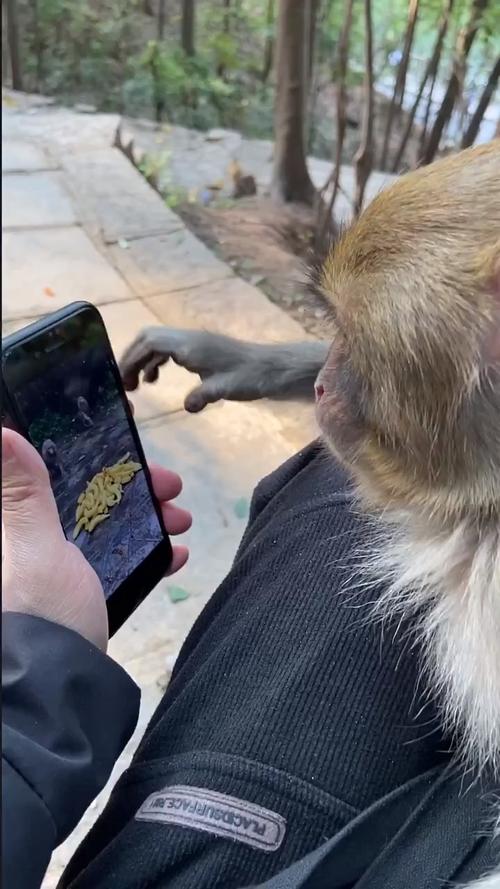 猴子也会玩手机了,而且还入迷了