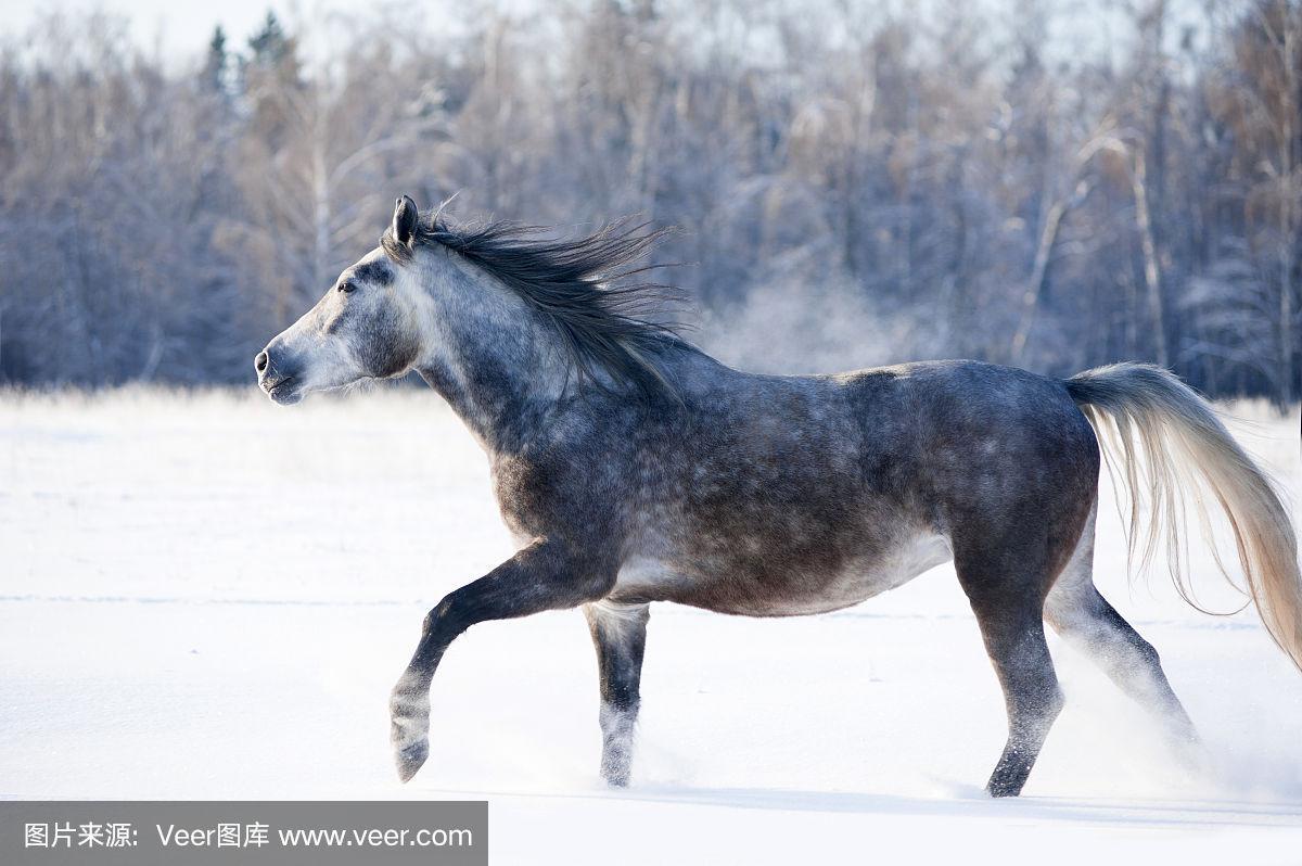 灰马在冬天自由奔跑