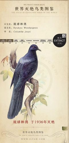 世界灭绝鸟类图鉴(一)
