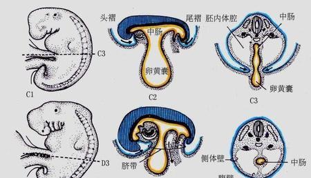 卵黄囊在胚胎早期通向中肠(中肠形成未来的小肠大部)卵黄蒂基部未退化