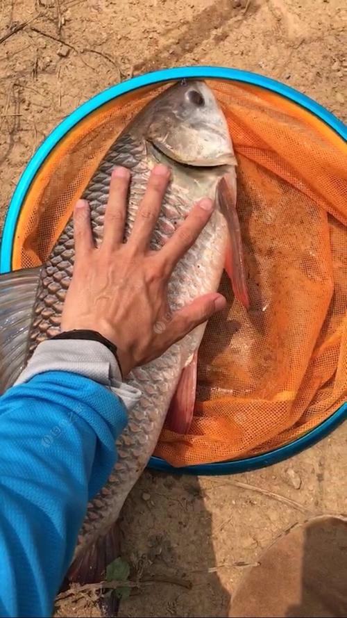 十二斤泰国鲮 - 钓鱼之家